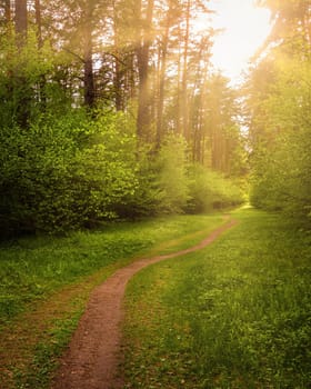 Sunbeams streaming through the pine trees and illuminating the young green foliage on the bushes in the pine forest in spring.