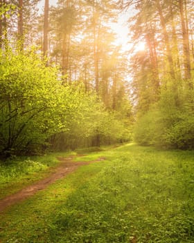 Sunbeams streaming through the pine trees and illuminating the young green foliage on the bushes in the pine forest in spring.