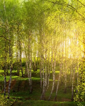 Sunrise or sunset in a spring birch grove with young green foliage and grass. Sun rays breaking through the birch trees.