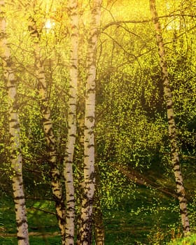 Sunrise or sunset in a spring birch grove with young green foliage and grass. Sun rays breaking through the birch trees.