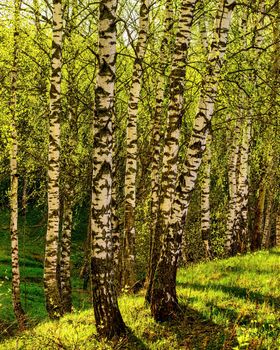 Spring birch forest with young green leaves glowing in the sun.