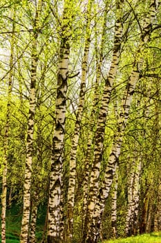 Spring birch forest with young green leaves glowing in the sun.