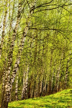 Spring birch forest with young green leaves glowing in the sun.