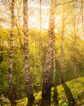 Sunrise or sunset in a spring birch grove with young green foliage and grass. Sun rays breaking through the birch trees.