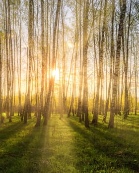 Sunrise or sunset in a spring birch grove with young green foliage and grass. Sun rays breaking through the birch trees.