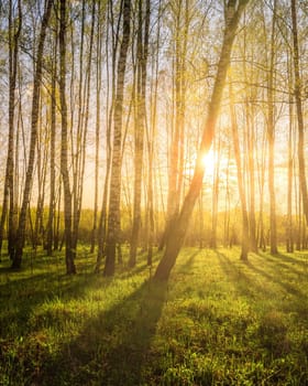 Sunrise or sunset in a spring birch grove with young green foliage and grass. Sun rays breaking through the birch trees.