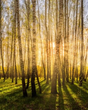 Sunrise or sunset in a spring birch grove with young green foliage and grass. Sun rays breaking through the birch trees.