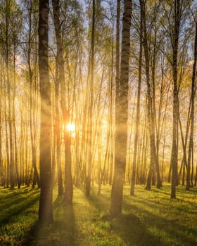 Sunrise or sunset in a spring birch grove with young green foliage and grass. Sun rays breaking through the birch trees.