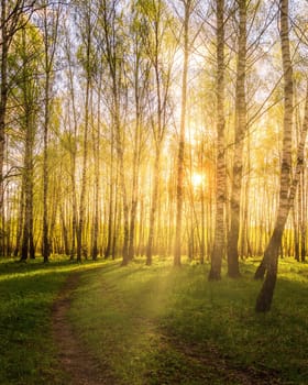 Sunrise or sunset in a spring birch grove with young green foliage and grass. Sun rays breaking through the birch trees.