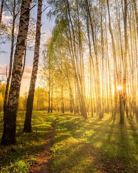 Sunrise or sunset in a spring birch grove with young green foliage and grass. Sun rays breaking through the birch trees.