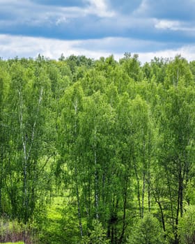 Spring birch forest with young green leaves glowing in the sun.