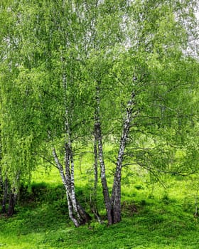 Spring birch forest with young green leaves glowing in the sun.