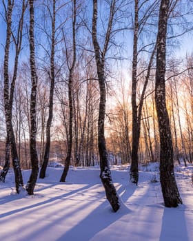 Sunset or sunrise in a birch grove with a winter snow on earth. Rows of birch trunks with the sun's rays passing through them.