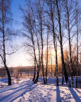 Sunset or sunrise in a birch grove with a winter snow on earth. Rows of birch trunks with the sun's rays passing through them.