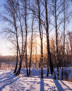 Sunset or sunrise in a birch grove with a winter snow on earth. Rows of birch trunks with the sun's rays passing through them.