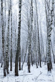 Birch grove after a snowfall on a winter cloudy day. Birch branches covered with stuck snow.