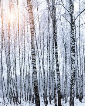 Sunbeams shining through snow-covered birch branches in a birch forest after a snowfall on a winter day.