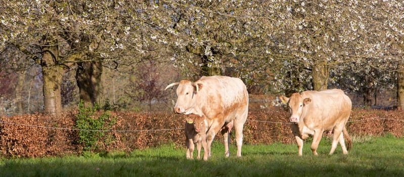 blonde d'aquitaine cows and calf in spring meadow with blossoming trees under blue sky in the netherlands