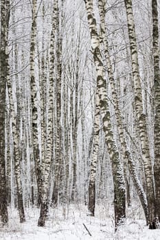 Birch grove after a snowfall on a winter cloudy day. Birch branches covered with stuck snow.