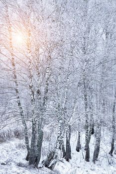 Sunbeams shining through snow-covered birch branches in a birch forest after a snowfall on a winter day.