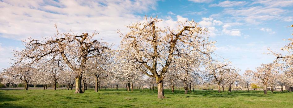 orchard with blossoming cherry trees under blue sky in spring lit by morning sun in the netherlands near utrecht