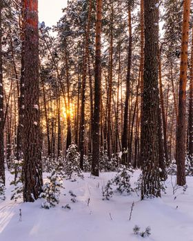 Sunset or sunrise in the winter pine forest covered with a snow. Young pine trees among the old trunks..