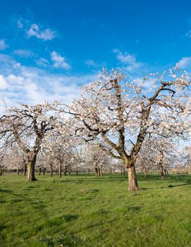 orchard with blossoming cherry trees under blue sky in spring lit by morning sun in the netherlands near utrecht