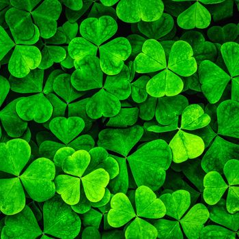 Background with green clover leaves for Saint Patrick's day. Shamrock as a symbol of good luck. 