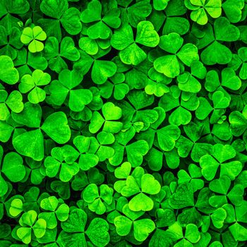 Background with green clover leaves for Saint Patrick's day. Shamrock as a symbol of good luck. 