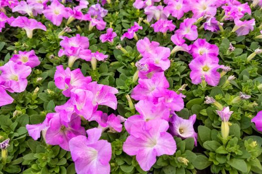 full frame background of pink petunia plants blooming - close-up with selective focus.