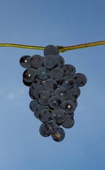 red grape (Vitis vinifera) fruit over blue sky