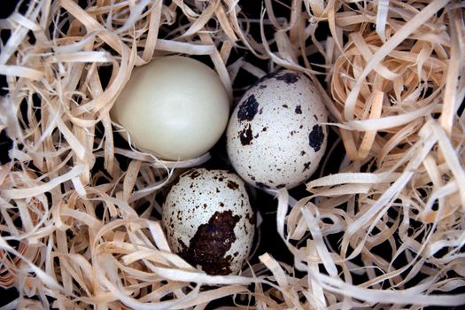 Quail eggs in artificial nest on black background.