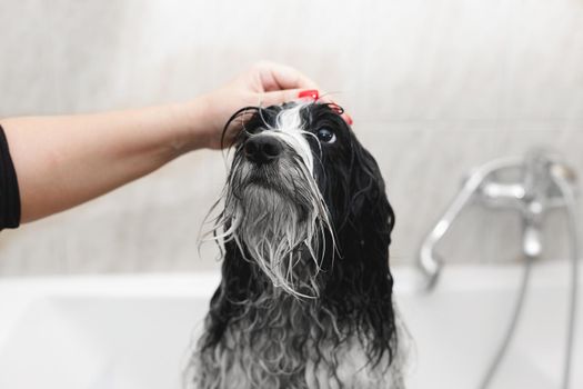 Bath time. Tibetan terrier dog  getting bath at home, selective focus, copy space