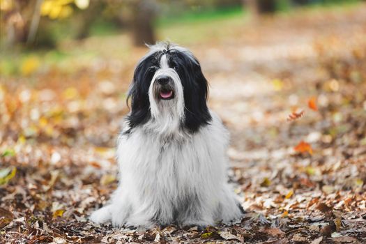 Portrait of Tibetan terrier dog sitting on the road in the autumn forest among colorful leaves.  Selective focus, copy space