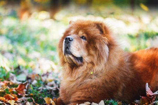Portrait of a beautiful Chow Chow  male dog lying among autumn leaves  on sunny day, selective focus