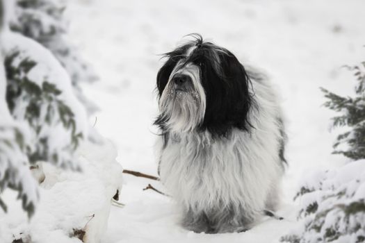 Tibetan terrier dog in winter scene with lots of snow, selective focus