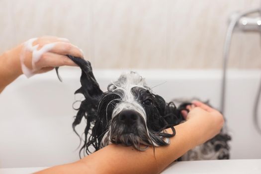 Dog taking a bath. Tibetan terrier dog  getting a bath,  selective focus, copy space