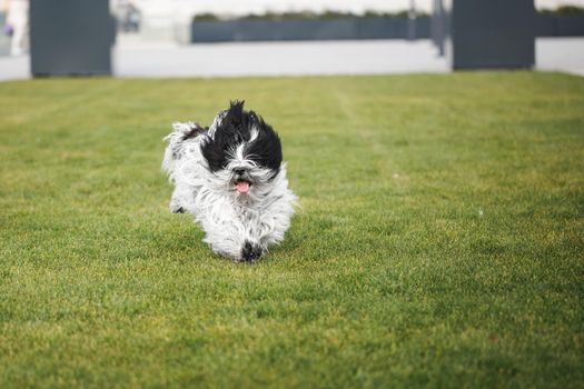 Tibetan terrier dog running in the grass in a backyard in springtime, selective focus, copy space