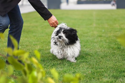 Tibetan terrier dog enjoying nature and playing with his owner in the grass in a backyard in springtime, selective focus, copy space
