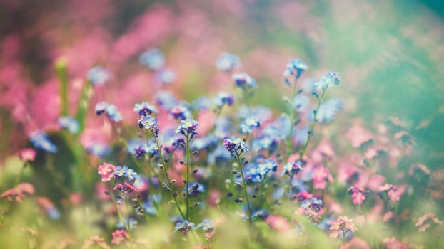 Beautiful spring  flowers forget  me not blooming in garden. Spring summer border template floral background. Selective focus