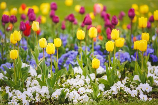 Beautiful Tulip Garden. Colorful  Flower Garden With Various Tulips Flowers.  Selective focus