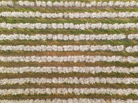 Rows of cherry trees in an orchard in spring, aerial view