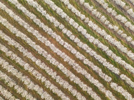 Rows of cherry trees in an orchard in spring, aerial view