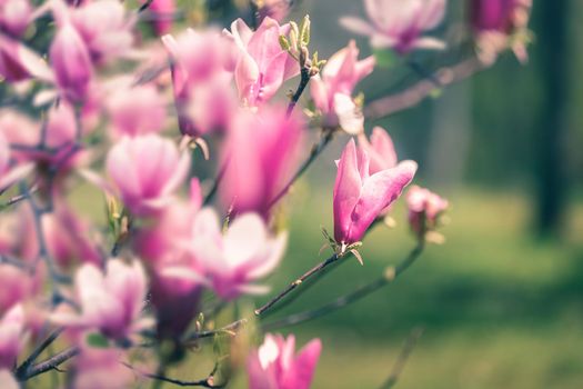 Pink Magnolia Blossoms In Spring. Selective focus, copy space