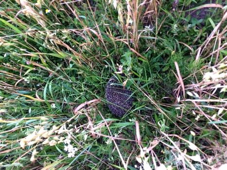 a Hedgehog in a green and brown grass hiding