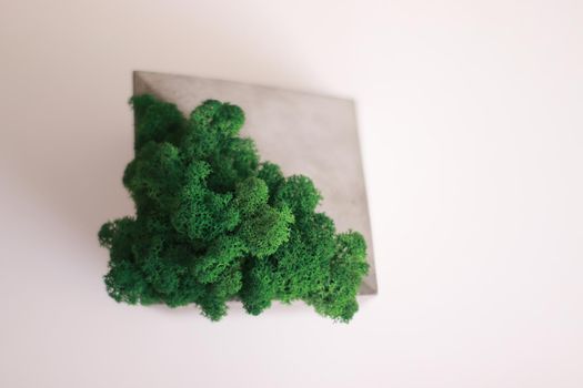 A concrete organiser with stabilized moss in it on a white table