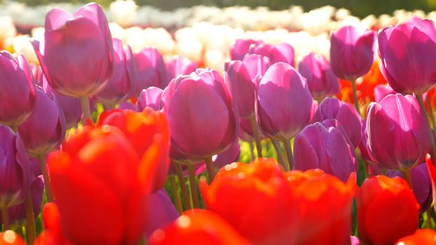 A close up of a flowers tulips red white and purple