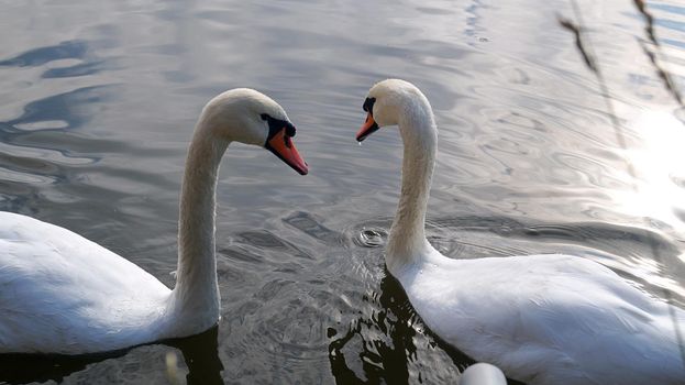 a pair of white swans swimming in a lake. water