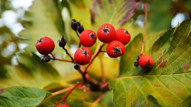 A close up of a fruit red berries on a tree