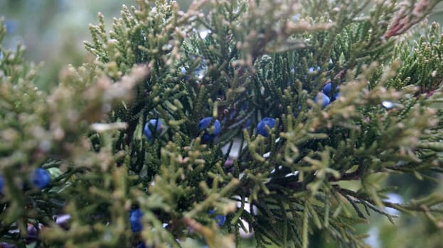 A close up of blue berries on a tree